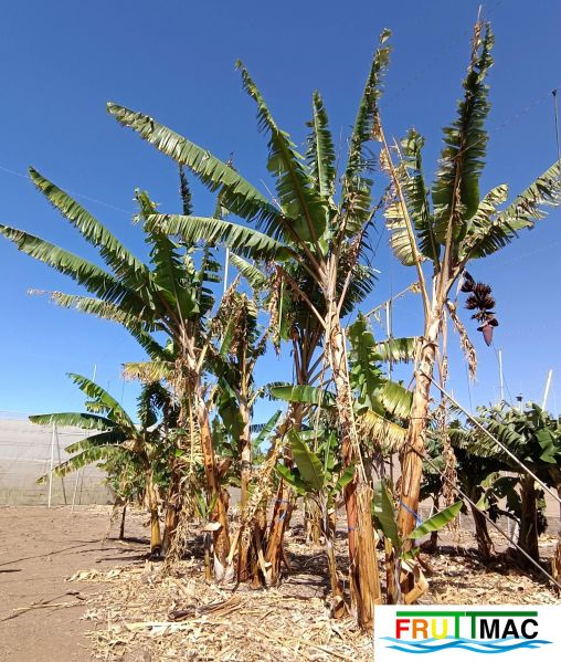 Archivo:1021imageIMG 20250321 112628.11111.jpg