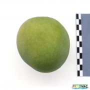 102imageIMG 4452.JPG