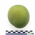 102imageIMG 4450.JPG