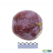 62imageIMG 3228.JPG