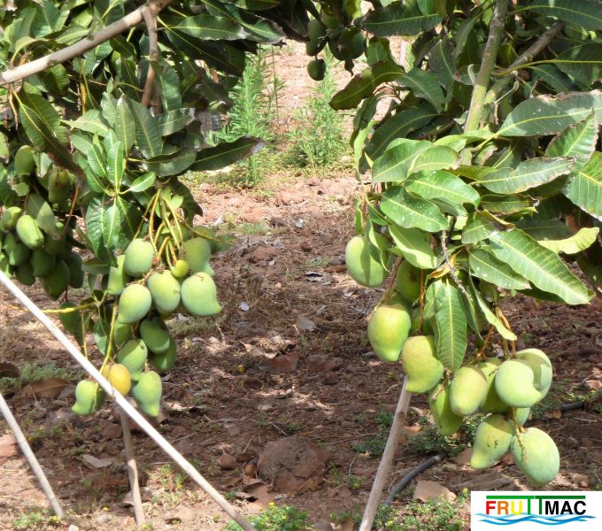 Archivo:68imageFILIPINO 3C P1140162 (2).jpg