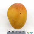 71imageIMG 7778.1.JPG