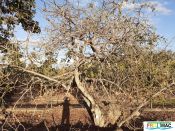 728imageSB.DA004 ARBOL DEFOLIADOmin.jpg