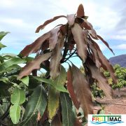 621imageIMG 4006 (2).JPG