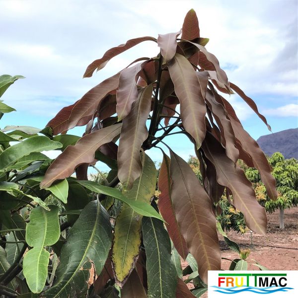 Archivo:621imageIMG 4006 (2).JPG