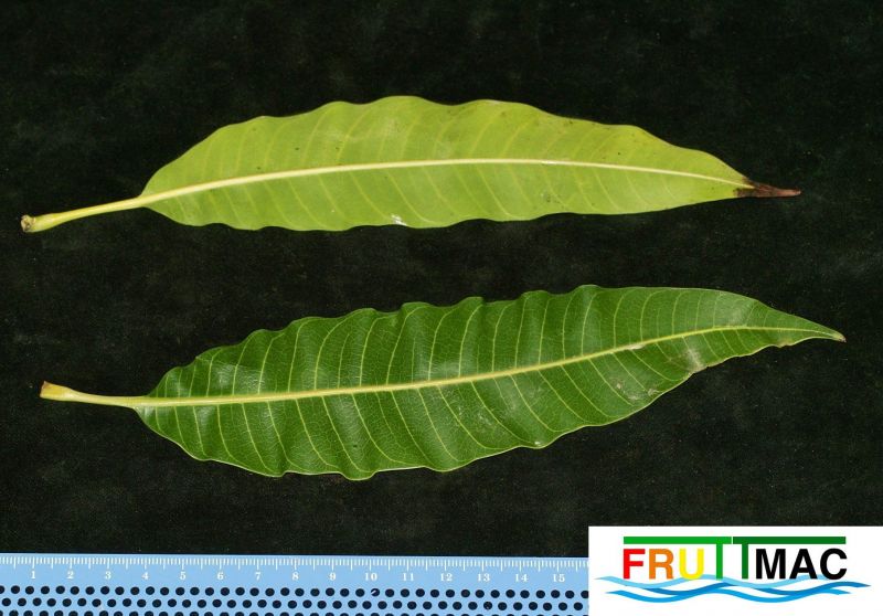 Archivo:105imageOTTS SDIM2375 (3).jpg