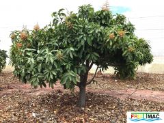 611imageIMG 4142.JPG