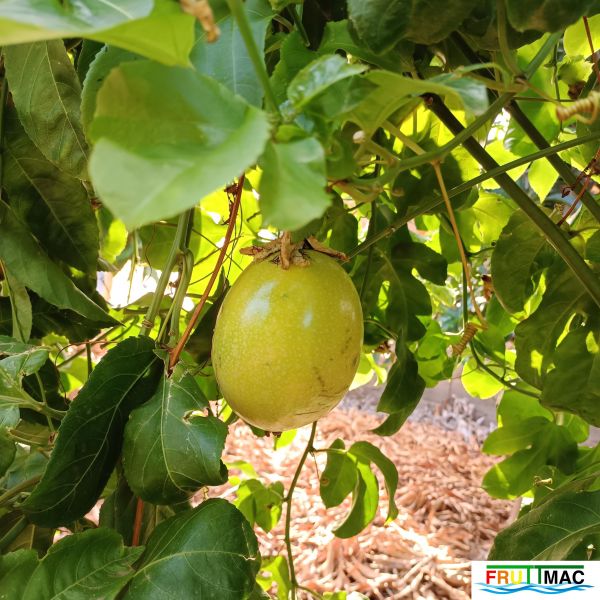 Archivo:895imageIMG 20231129 100339.jpg