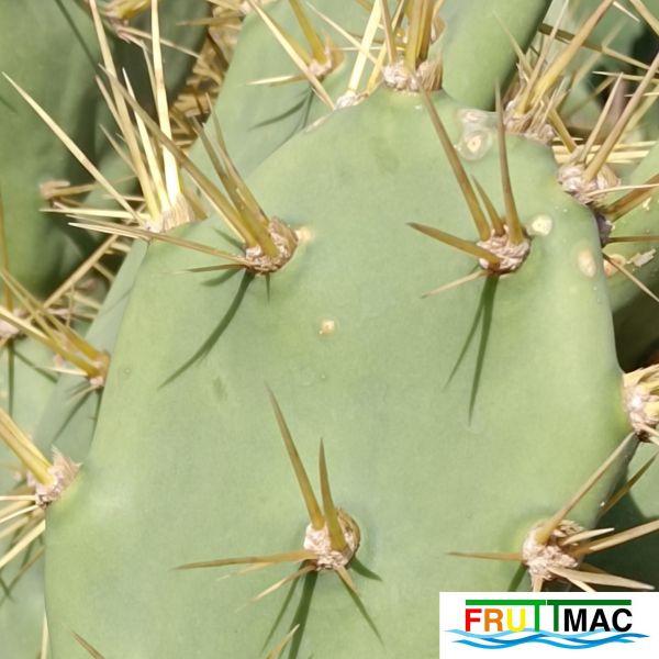 Archivo:485imageIMG 20241218 124525.11.jpg