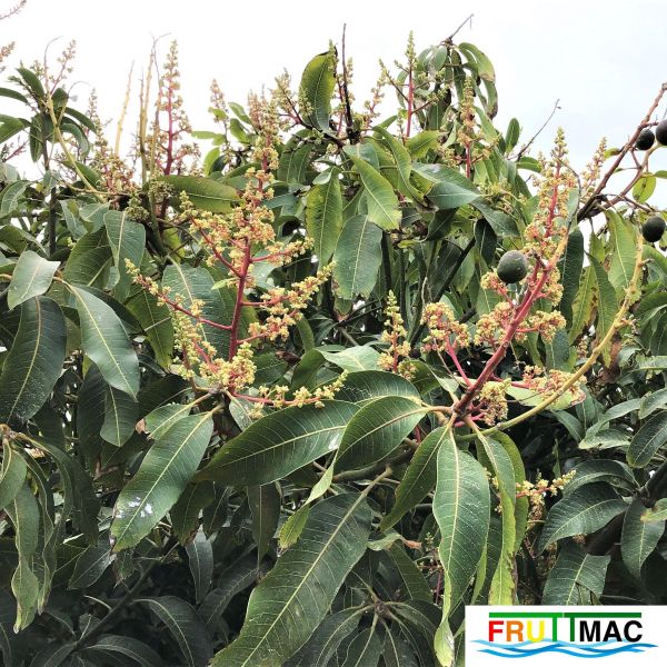 Archivo:627imageIMG 3940 (2).JPG