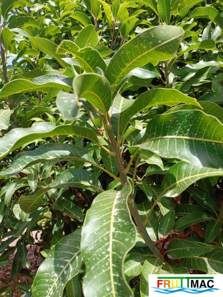 Archivo:60imageIMG 20240716 115051(1).jpg