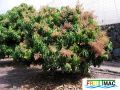 100imagearbol flor.JPG