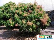 100imagearbol flor.JPG