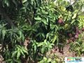 89imageIMG 5166.jpg
