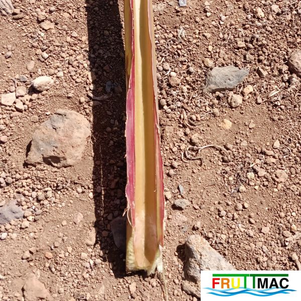 Archivo:1021imageIMG 20250321 114054.1112222.jpg