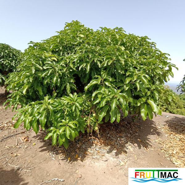 Archivo:627imageIMG 20240716 115102(1).jpg