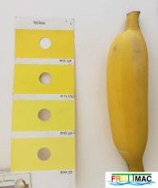 45imagecolor fruto .jpg