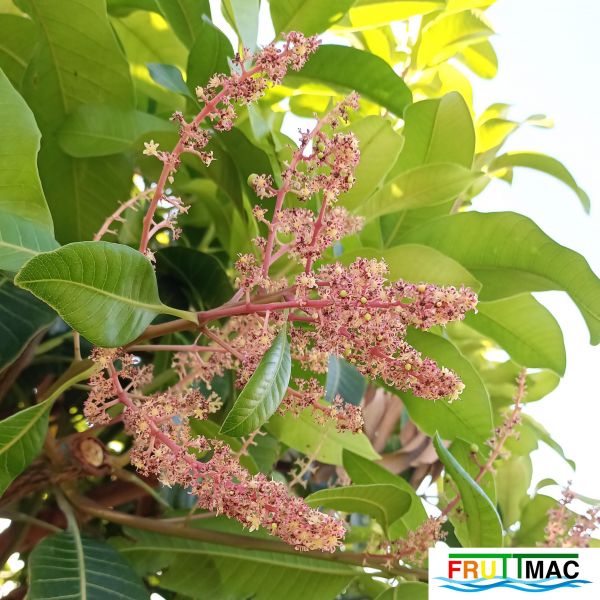 Archivo:627imageIMG 20241230 114500.111.jpg