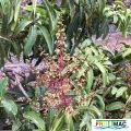 626imageIMG 3950.JPG