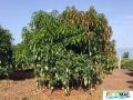 629imageIMG 6090.jpg