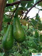 672imageMO.PA004 Frutos en rbol (3)min.jpg