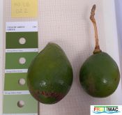 696imageMO.LB022 FRUTO.jpg