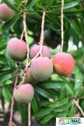 1075imageIMG 0065.JPG