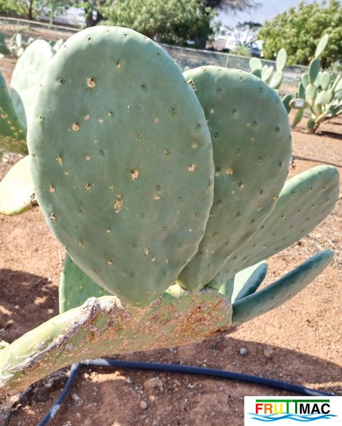 Archivo:991imageIMG 20241218 125117.1.jpg