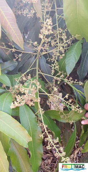 Archivo:621imageIMG 20241230 124339.66.jpg