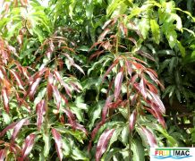 72imageP1010036 (2).jpg