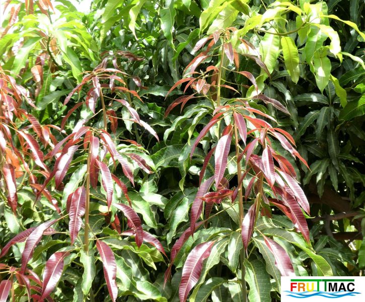 Archivo:72imageP1010036 (2).jpg