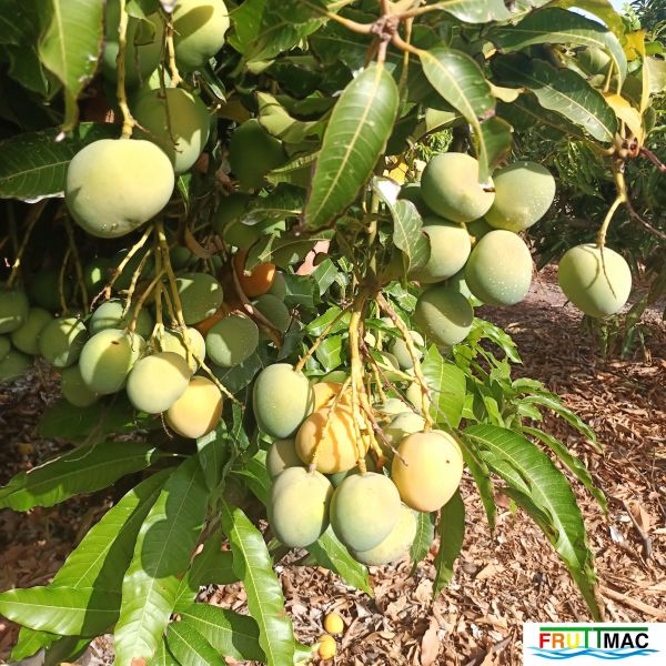 Archivo:72imageIMG 20240716 101102(1).jpg