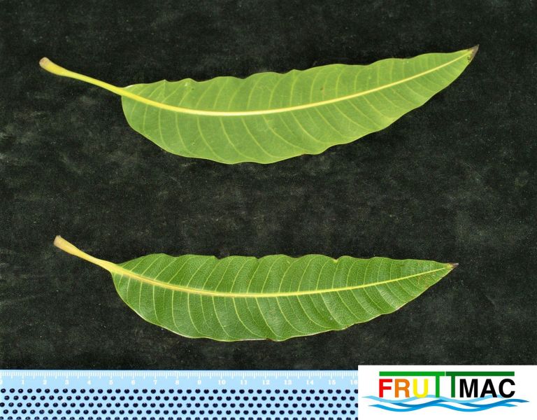 Archivo:112imagePOPE SDIM2380 (3).jpg