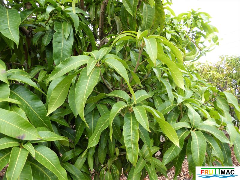 Archivo:112imageP1230279 (2).jpg