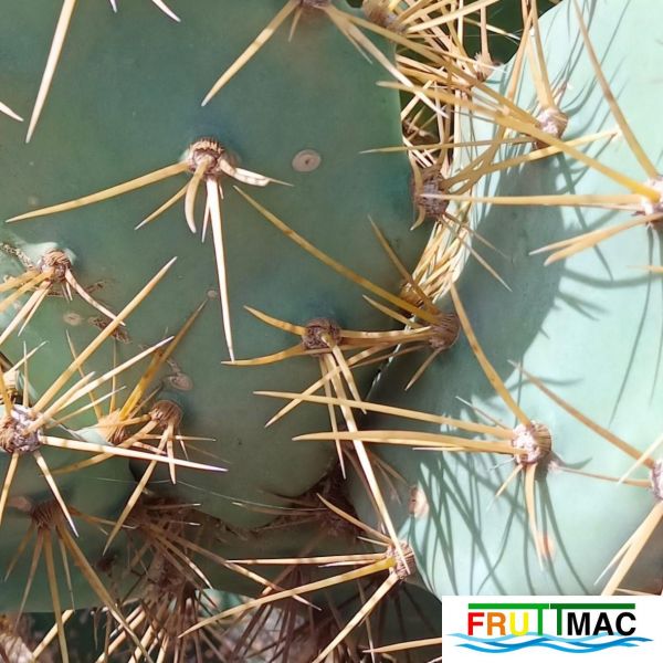 Archivo:485imageIMG 20241218 124547.3.jpg