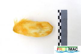 1065imagelemon huesoIMG 9194.JPG