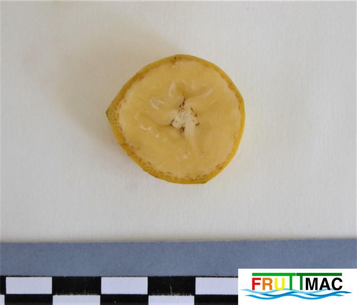 Archivo:372imagefruto corta transbersal.JPG
