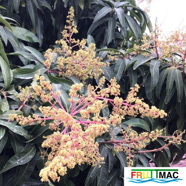 Archivo:624imageIMG 3968.JPG