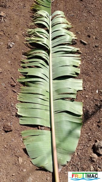 Archivo:1021imageIMG 20250321 114038.111.jpg