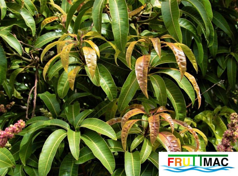 Archivo:112imagePope SDIM4380 (4).jpg