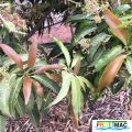 630imageIMG 3916.JPG