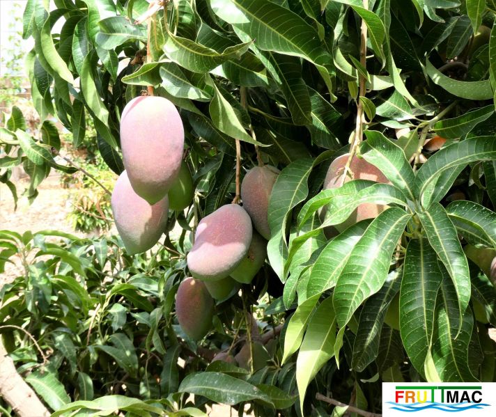 Archivo:60imageP1010053 (2).jpg