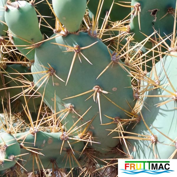 Archivo:485imageIMG 20241218 124547.2.jpg