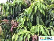 624imageIMG 3965.JPG