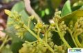 743imageSB.LJ007 flora INFLORESCENCIA (3).jpg