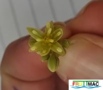 789imageMO.LV017 FLOR.jpg