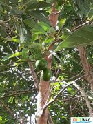 740imageSB.DP001 Frutos en arbol (4)min.jpg