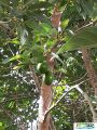 740imageSB.DP001 Frutos en arbol (4)min.jpg