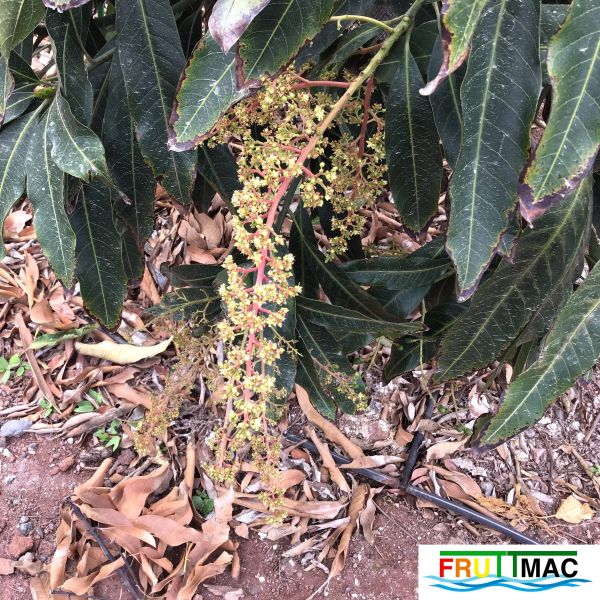 Archivo:621imageIMG 4010.JPG