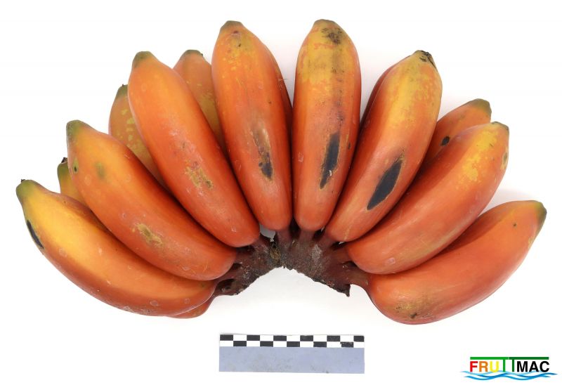 Archivo:1021imageIMG 8573.1111.JPG